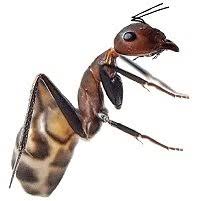 Antbaron Logo