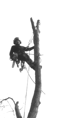 Lange Baumfällungen Logo