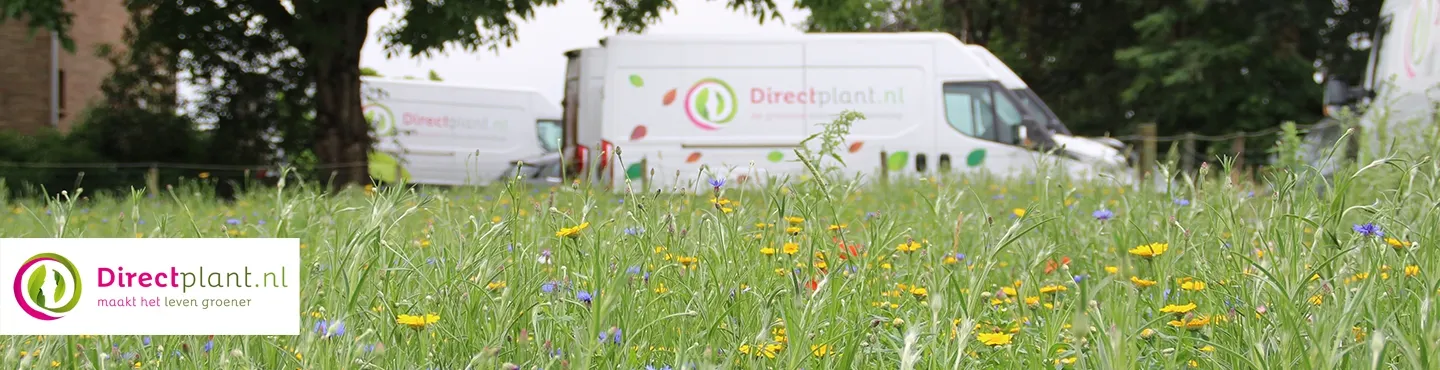 Directplant Logo