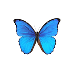 Angela Drawe Coaching Logo