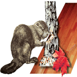 JEP Hardwood Flooring GmbH Logo