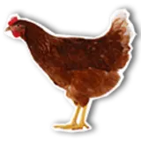 FarmCamps, luxe logeren bij de boer Logo