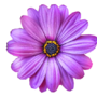 Florashop2000 Logo
