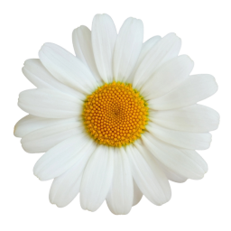 Ulbricht Oliver Fotostudio Magarita Logo