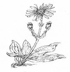 Blumenparadies und Biologischer Gartenbau Becher Logo