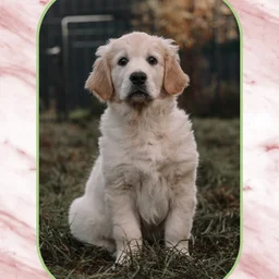 Goldenretrievervomkalvarienberg Logo