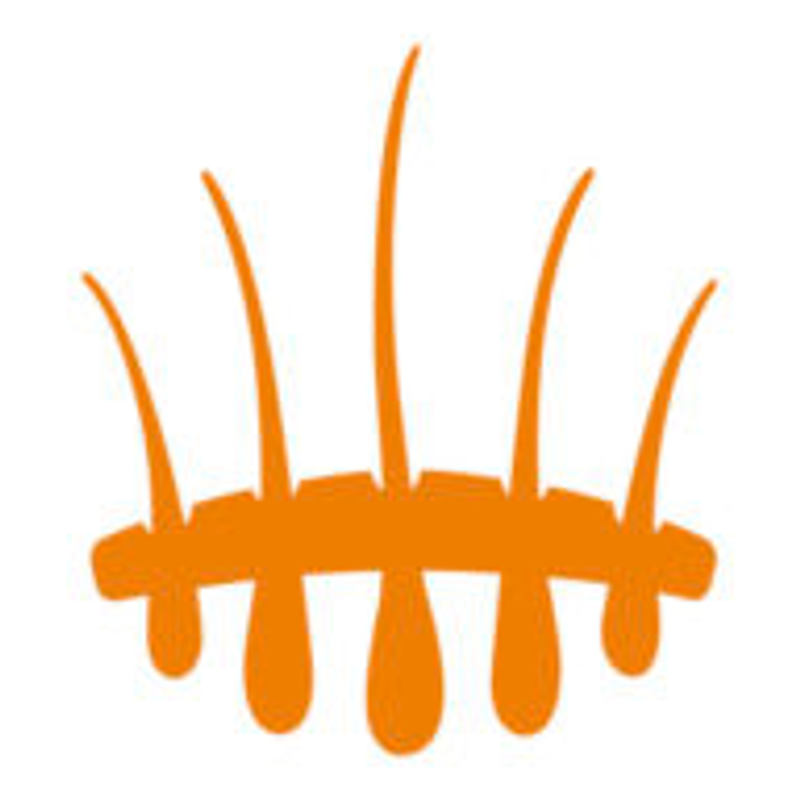 Hasci Swiss Logo