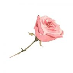 Rose Logo