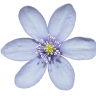 Kwiatkowski Barbara Heilpraktikerin Logo