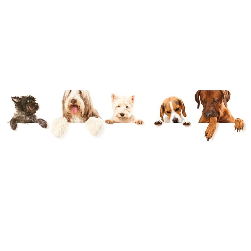 Hundestudio Logo