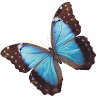Insektenmuseum u. Schmetterlingsfarm Logo