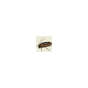 insekticide-spray.de Logo
