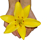 Kosmetik-die Lilie Susanne Schmitt Logo
