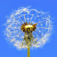 liebe-natur.de Logo