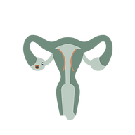 Lisa Stober Zyklus-Coaching Logo