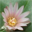 Kakteenshop Lophophora Logo