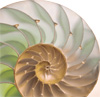 Reisch Gabriele Heilpraktikerin Logo