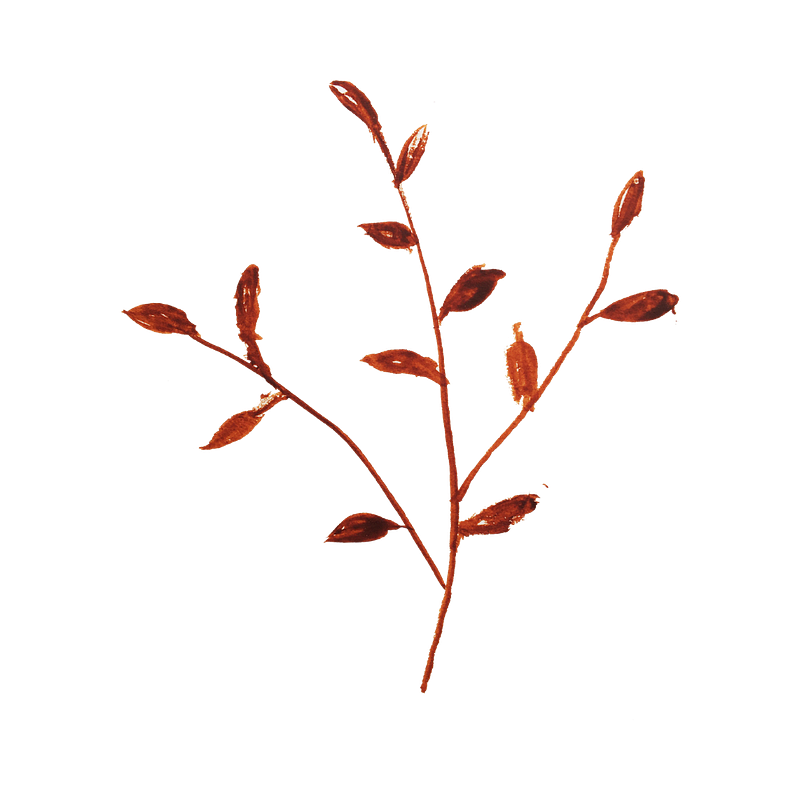 OlgaYogaDance Logo