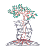 Popov Evgeni Dr.h.c. Arzt für Orthopädie Logo