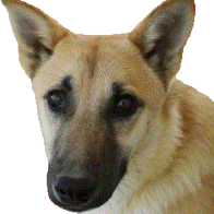 Rund-um-Ihren-Hund Hundephysiotherapie Logo