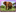 Safari In-kenia-24 Logo