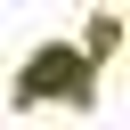 schildkroetenshop.de Logo