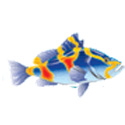 Shop Coralbaysrl Logo