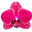 Schöttler Orchideenzucht Logo