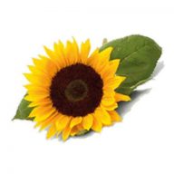 Sonnenhof Klais Logo