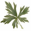 Spicegarden Logo