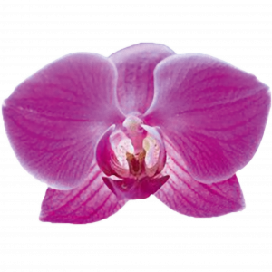 Kornsanthiah Buncherd Logo