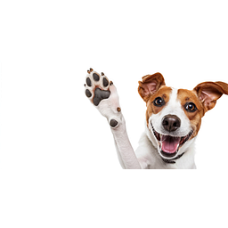 Thedogsbed Logo