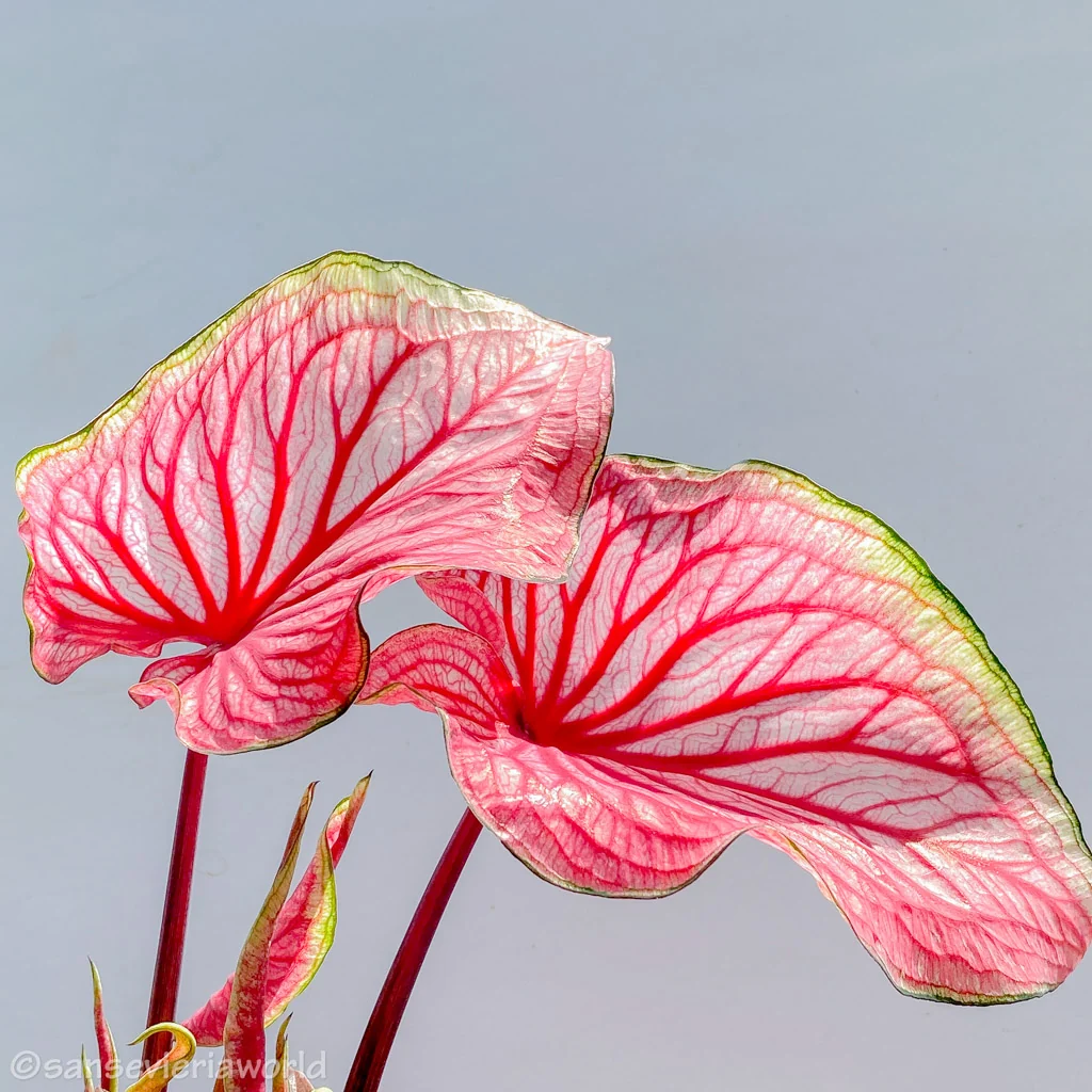 tomsflowerclub.ch Logo