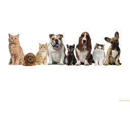 Vetscriptions Logo