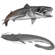 waller-tackle.com Logo