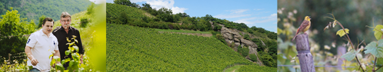 Daum Weingut Logo
