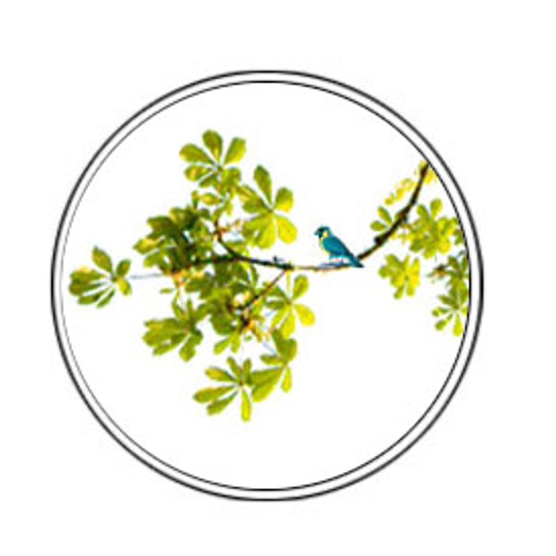 Yourdailygerman Logo